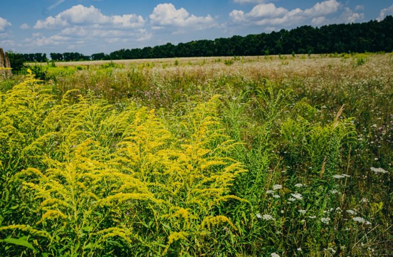 В Днепре собирают добровольцев для борьбы с амброзией