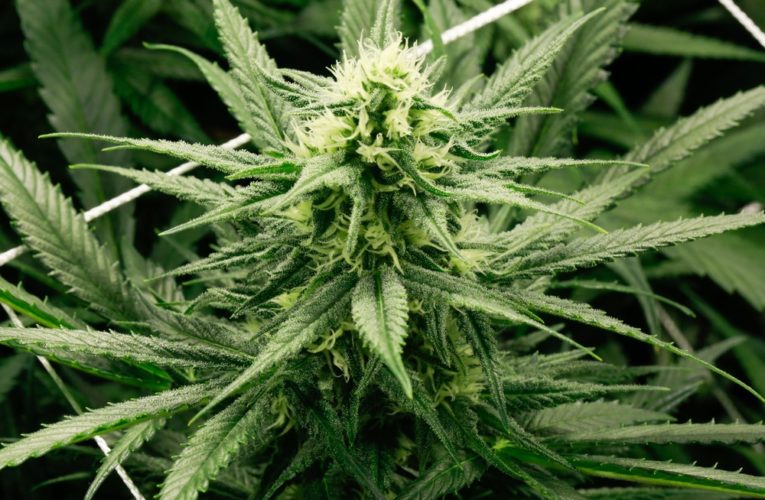 Выращивал марихуану в теплице