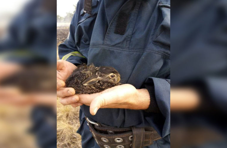 Под Днепром в пожаре пострадал зайчонок