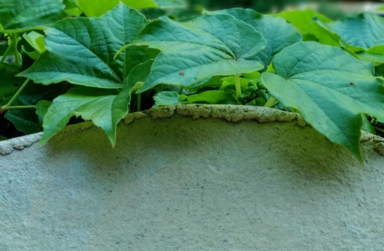 Частный парк в Днепре, созданный на месте свалки, получил престижную премию