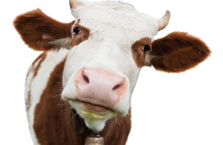 Под Днепром пятеро спасателей достали корову из грязи