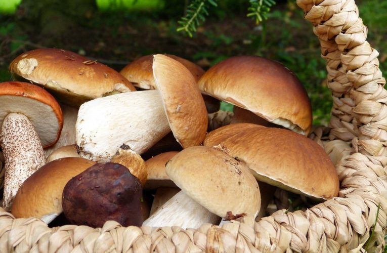 На Днепропетровщине семья отравилась грибами