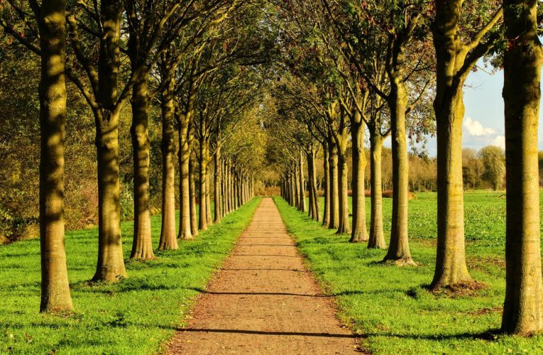 В Днепре на углу Калиновой и Образцова отремонтируют сквер