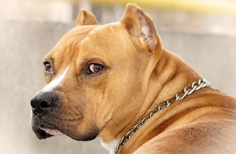 В Днепре стаффордширский терьер напал на 74-летнюю женщину