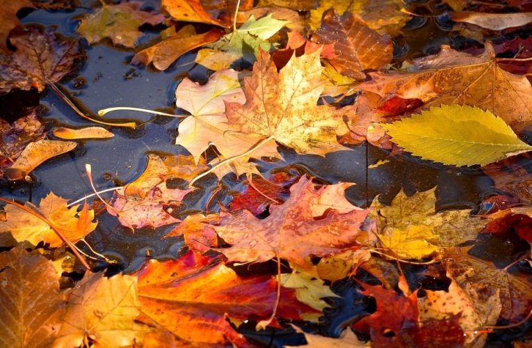 В Каменском стартовал месячник по уборке опавших листьев