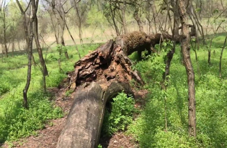 Фрунзенский лес стал заказником