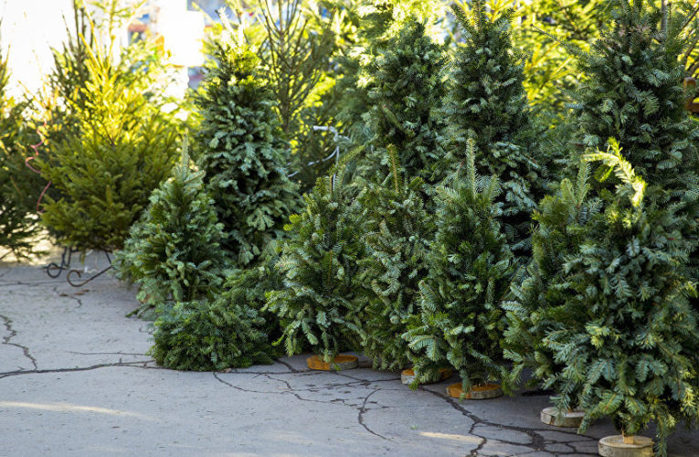 В Днепре на жилмассиве Парус избили и ограбили продавца елок