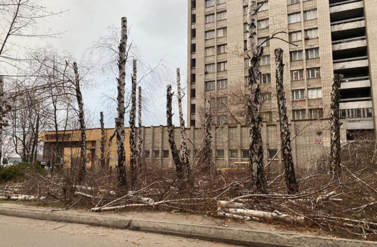 Мэр Днепра обещает отомстить за срубленные березы на Победе