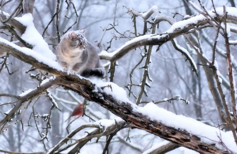 В Днепре домашний кот забрался на дерево