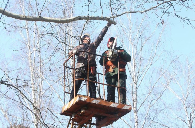 В Днепре будут удалять аварийные деревья: временно перекроют улицу Героев Крут