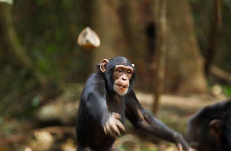 В Днепре женщине, сделавшей замечание соседям, закидали балкон камнями