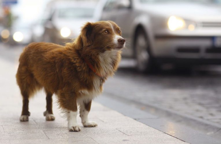 В Днепре девочка спасала собаку и попала под машину