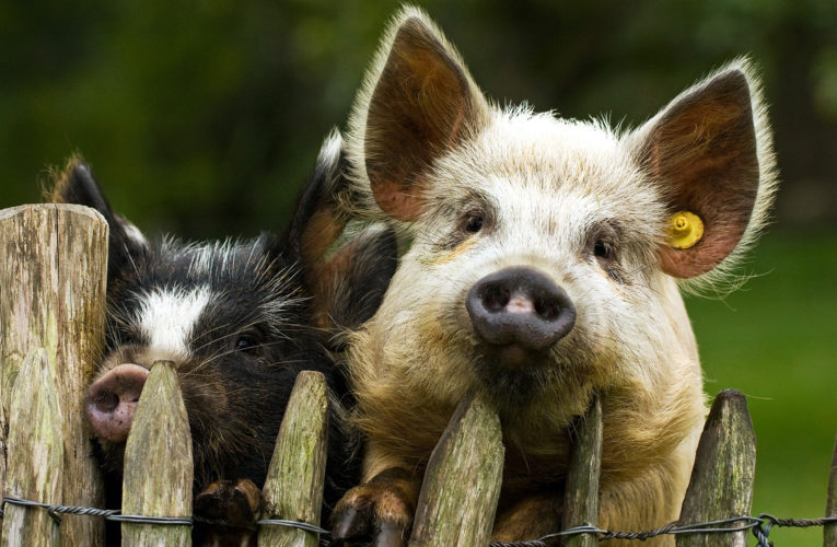 На Днепропетровщине на берег реки свозят свиной навоз