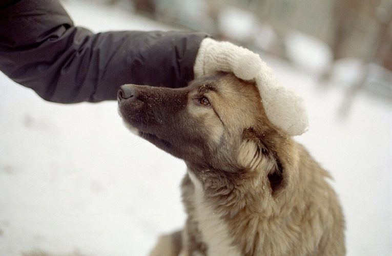 В Днепре сотрудники ГСЧС спасли собак